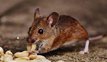 24 Hour & Emergency Exterminators in Rodale Press, PA